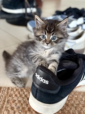 süße Katzenbabys Maine-Coon-Mix