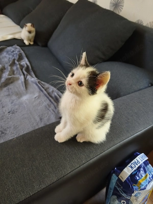 Flöckchen sucht ihr für immer Zuhause 