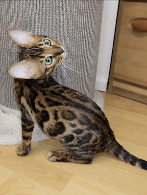 Bengal Kitten Bengalkatze Brown Rosetted Kater
