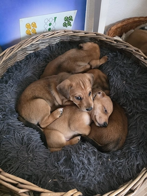 3 von 9 bezaubernden Dackel-Shiba-Inu-Mix-Welpen suchen liebevolle Familien      
