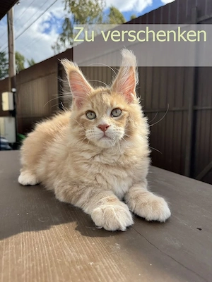 Süßer Maine Coon Kater sucht neues Zuhause 