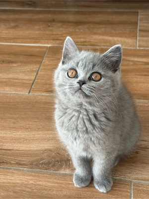 BKH Kitten reinrassig , abgabebereit