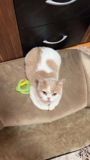 Niedliche weiß-creme BKH Katze abzugeben 