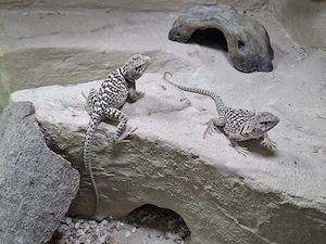 1.2 Crotaphytus collaris collaris (Halsbandleguan): Nachzuchten von 06 26