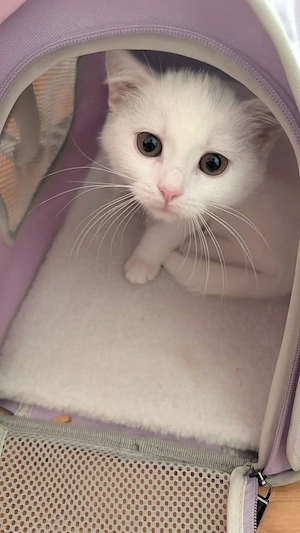 Süßes Katzenmädchen sucht Zuhause
