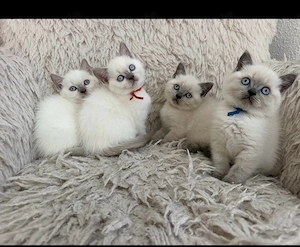 Nur noch 4 BKH Kitten Abgabebereit 