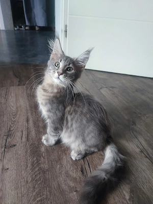 Main Coon Kater 