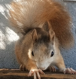 Europäisches Eichhörnchen Weibchen zu verkaufen