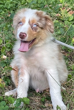 Australian Shepherd Welpen Aussie