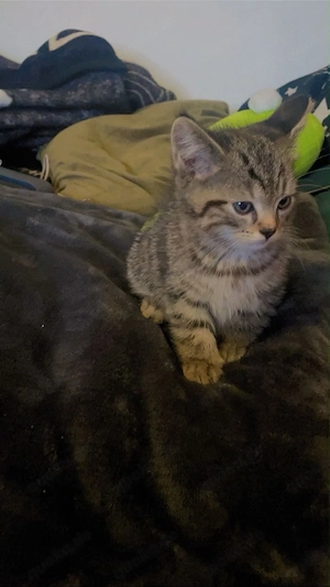 Süßer 10 Wochen alter Kater 