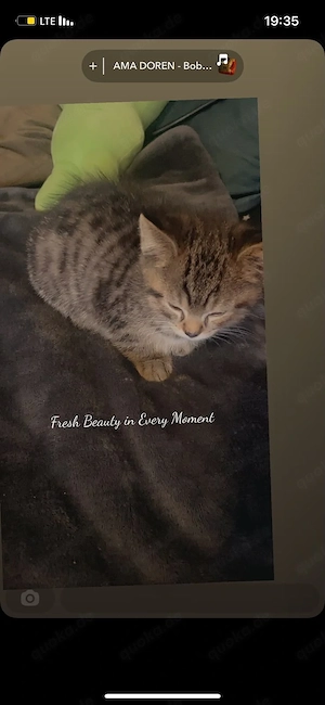 Süßer 10 Wochen alter Kater 