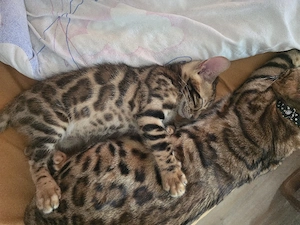 Reinrassige Bengal Kitten