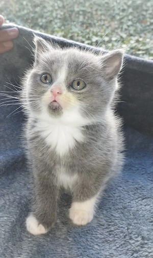 Ab sofort suchen Britisch kurzhaar kitten ein neues Körbchen
