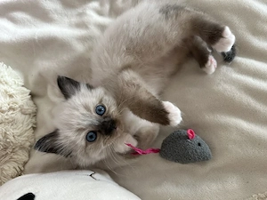 Heilige Birma Katzenbaby