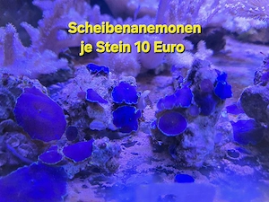 Meerwasser Korallen Scheibenanemonen 