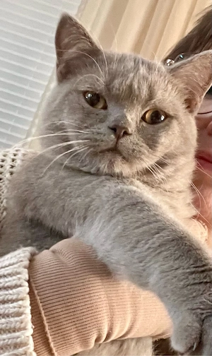 BKH KATER (6 Monate) super lieb & charakterstark!