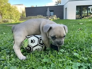 Kleine Bully Dame sucht Zuhause 