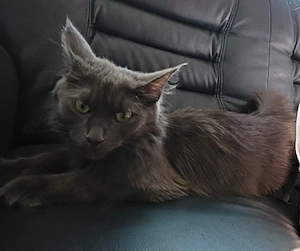 Ragdoll Main coon Bild 2