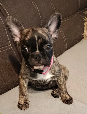 Französische Bulldogge Hündin 