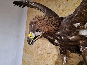 Vogel Präparat mit CITES 