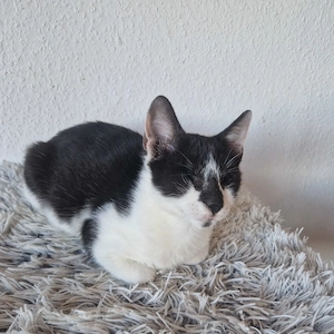 Fary, 5 Monate, blind