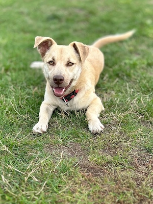 Joey   kleiner Familienhund mit großem Lernwillen