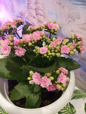 Verkaufe blühende Topfpflanze   rosa Blüten, pflegeleicht