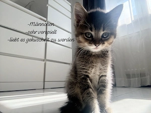 vier kitten in gute hände abzugeben