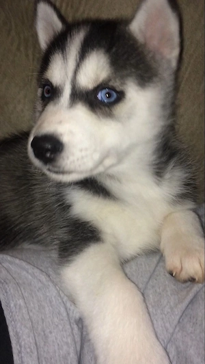 Wunderschöner Husky-Welpe mit strahlend blauen Augen sucht ein Zuhause