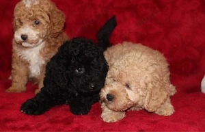 toy pudel welpen Abgabebereit !!! toy pudel zwergpudel havapoo zwergspitz pomeranian malteser 