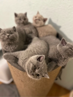 BKH kitten Eltern mit Stammbaum Abgabe bereits