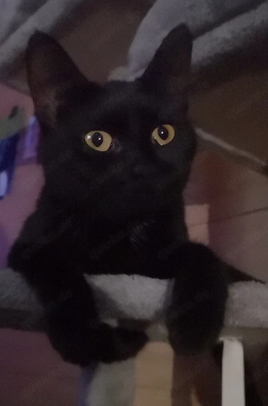 Zwei Katzen suchen ein liebevolles Zuhause