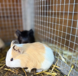 Meerschweinchen Weibchen