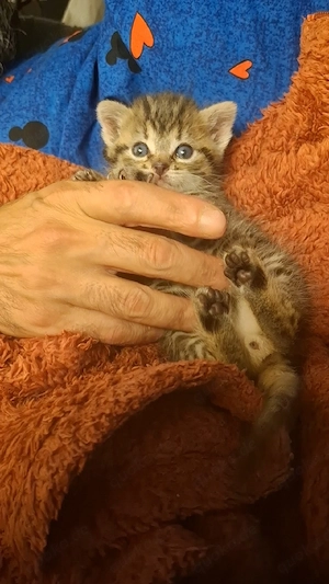 baby katze