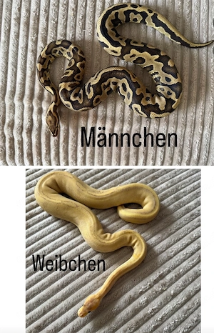 Fritz und Frieda suchen ein neues Zuhause