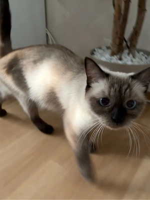 Chantal sucht ein neues zuhause 