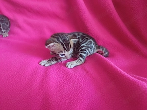 Reinrassige Bengal Kitten mit Stammbaum ab November 