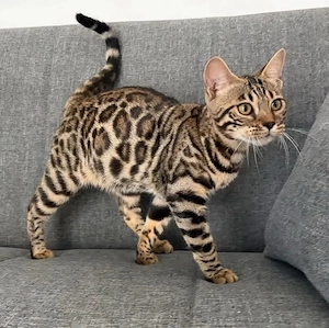 Wunderschönes Bengal-Kätzchen sucht ein liebevolles Zuhause 