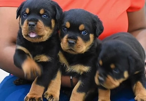 Rottweiler welpen