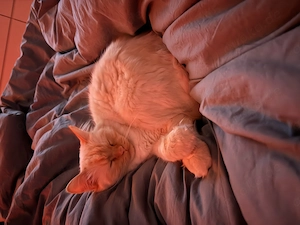 Katzen wegen Allergie abzugeben
