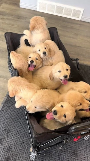Golden retriever welpen 