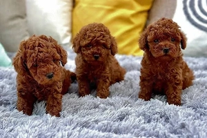 Mini pudel welpen 
