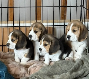 Beagle welpen 