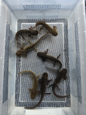 Axolotl abzugeben 