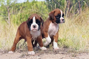 Boxer welpen