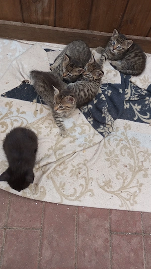 süße Katzenbabys