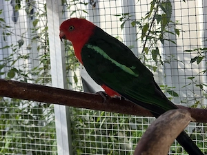 Australischer Königssittich 