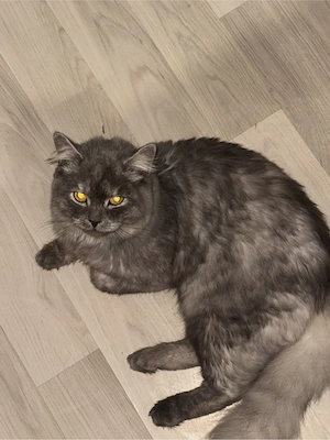 langhaar mix kitten