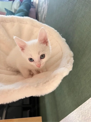 katzenbabys suchen ein neues Heim