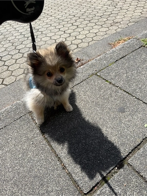 pomchi welpe grau melliert  